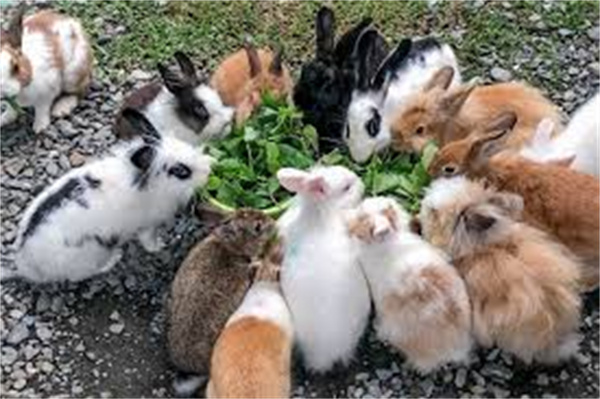 Rabbit Feed Pellet Production Line